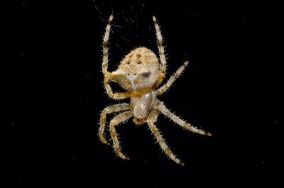 Close-up of spider on wall