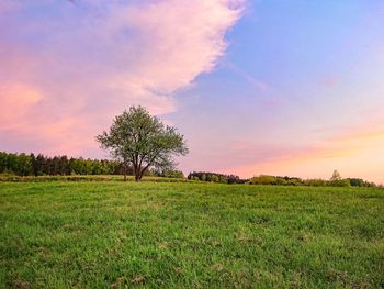 Scenic view of field against sky during sunset