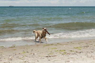 Dog running on beach by sea against sky