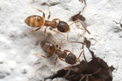 Close-up of ant on dry leaf