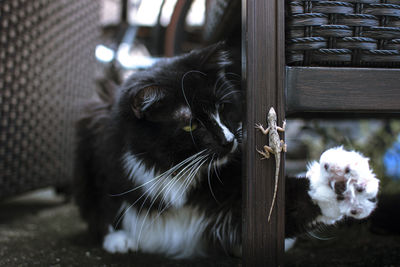 Close up of a cat hunting a lizard