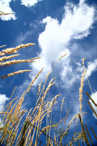 Low angle view of plants against blue sky