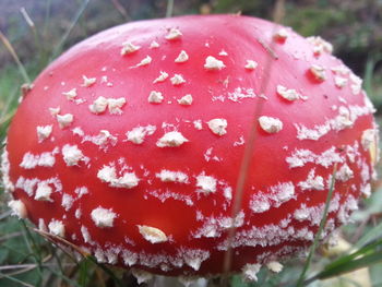 Close-up of fly agaric mushroom