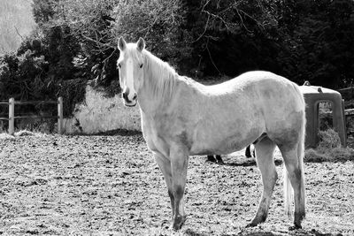 Horse standing in ranch