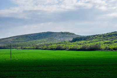 Scenic view of field against sky