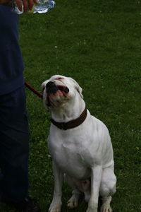 Low section of man holding dog on field