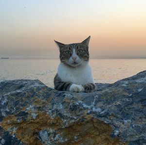 Portrait of cat sitting on rock against sea during sunset