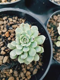 High angle view of succulent plant