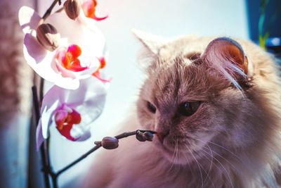 Close-up of cat looking at moth orchids