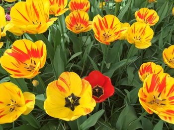 High angle view of multi colored flowering plants