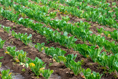 Full frame shot of plants