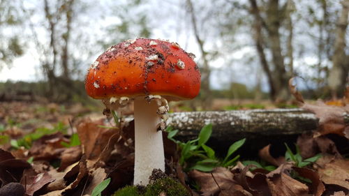 Close-up of mushroom growing on field