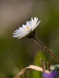 Close-up of white flowering plant