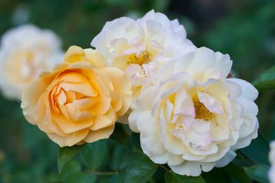 Close-up of white rose