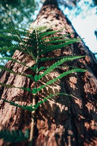 Low angle view of tree trunk