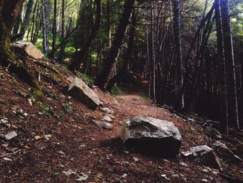 Trees in forest