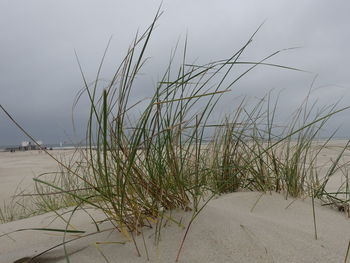 Plants growing on beach against sky