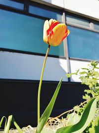 Close-up of yellow flowering plant