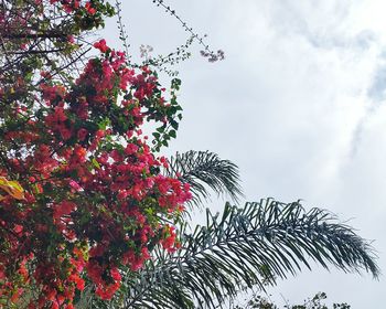 Low angle view of tree against sky