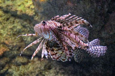 Close-up of fish swimming in sea