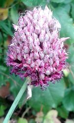 Close-up of pink flowers