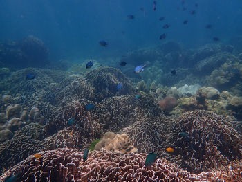 View of fish swimming in sea