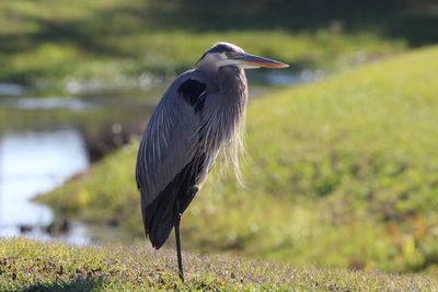 Close-up of gray heron on field