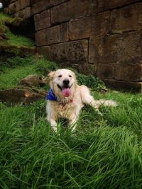 Dog in field