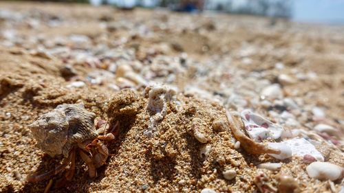 Close-up of hermit crab on sand at beach