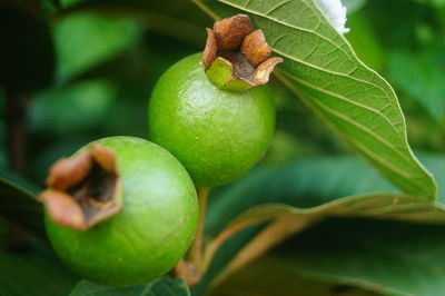 Close-up of fruit growing on tree