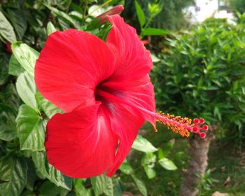 Close-up of red hibiscus flower