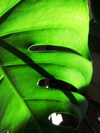 Close-up of green leaf on tree