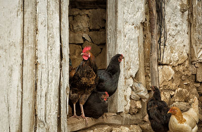 Close-up of rooster on farm