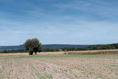 Scenic view of agricultural field against sky