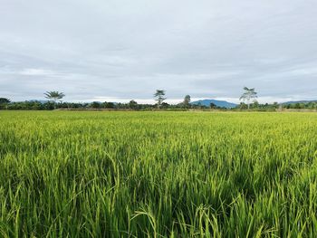 Scenic view of agricultural field against sky