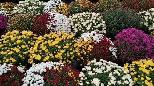 Full frame shot of multi colored flowering plants