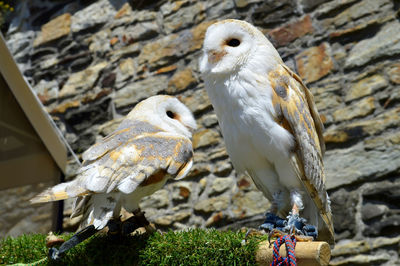 Barn owls latin name tyto alba