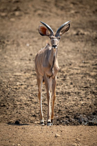 Male greater kudu walks slowly towards camera