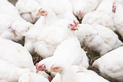 Close-up of white birds