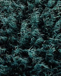 Full frame shot of plants growing on field