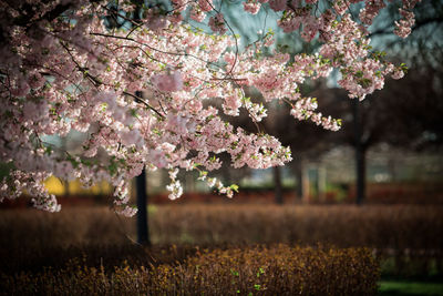 Cherry blossoms in spring