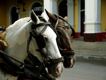 Close-up of a horse