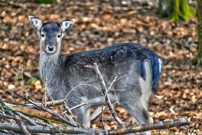 Close-up portrait of deer on field