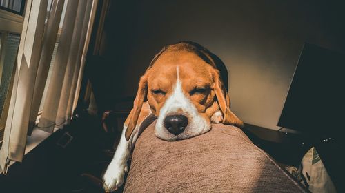 Beagle lying on sofa at home