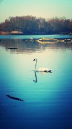 Swans swimming in lake against sky