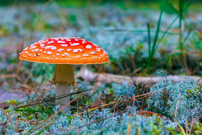 Close-up of fly agaric mushroom on field