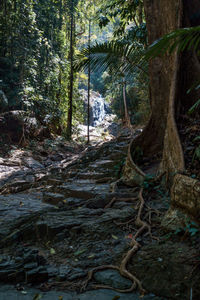 Trees in forest