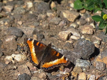 Close-up of insect on rock