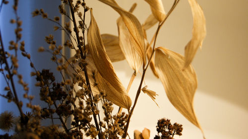 Close-up of stalks in field against sky