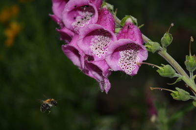 Close-up of insect on pink flower